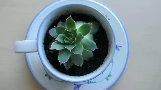 Free download Succulent Cup Plant -  free photo or picture to be edited with GIMP online image editor