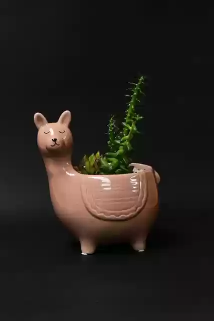 Free download succulent decoration ornamental free picture to be edited with GIMP free online image editor