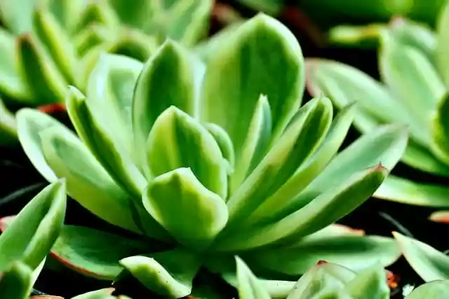 Free download succulent flora plant nature free picture to be edited with GIMP free online image editor