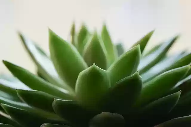 Free download Succulent Green Plant Cactus -  free photo or picture to be edited with GIMP online image editor