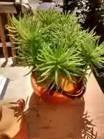 Free download succulent free photo or picture to be edited with GIMP online image editor