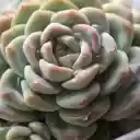 Succulent plant and water drops  screen for extension Chrome web store in OffiDocs Chromium