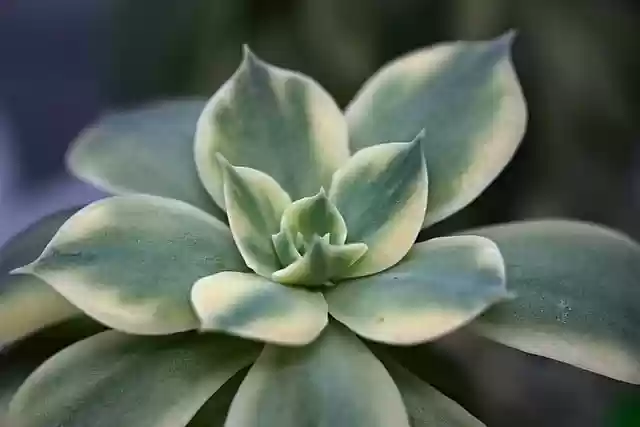 Free download succulent plant flora nature free picture to be edited with GIMP free online image editor
