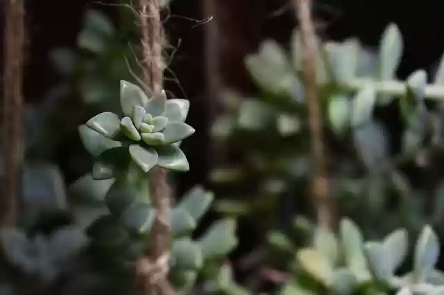 Free download Succulents Succulent Plant Indoor -  free photo or picture to be edited with GIMP online image editor