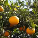 Succulent yellow orange  screen for extension Chrome web store in OffiDocs Chromium