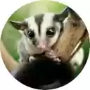 Sugar Glider Wallpaper  screen for extension Chrome web store in OffiDocs Chromium