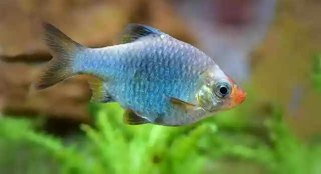Free download sumatra barb platinum turquoise free picture to be edited with GIMP free online image editor