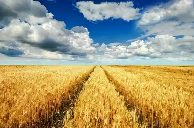 Free download summer field harvest ears of corn free picture to be edited with GIMP free online image editor