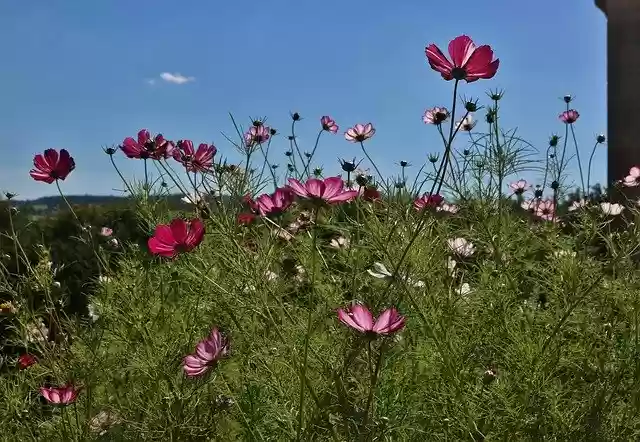 Summer Flowers  screen for extension Chrome web store in OffiDocs Chromium