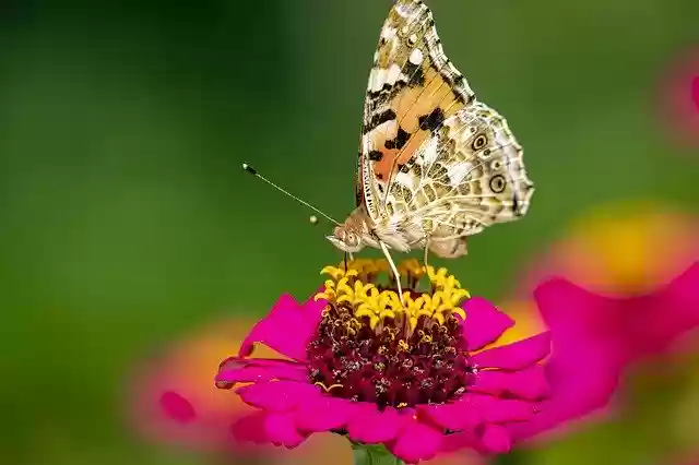Free download Summer Outdoors Butterfly -  free photo or picture to be edited with GIMP online image editor