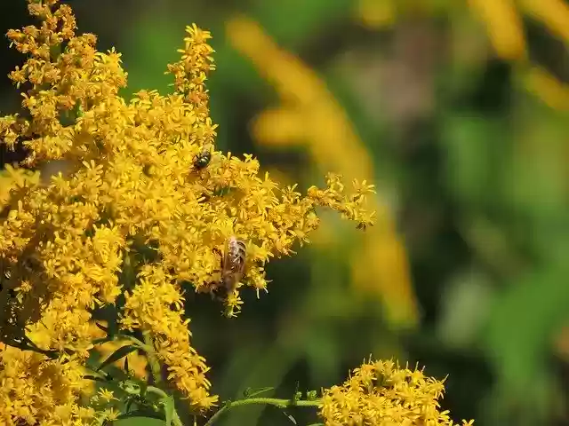 Free download Summer Plant Pollination -  free photo or picture to be edited with GIMP online image editor