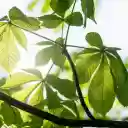 Sun and Leaves  screen for extension Chrome web store in OffiDocs Chromium