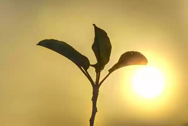 Free download Sun Backlighting Fog -  free photo or picture to be edited with GIMP online image editor