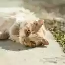 Sunbathing Pussy Cat  screen for extension Chrome web store in OffiDocs Chromium