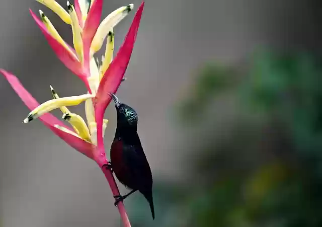 Free download sun bird bird ornithology species free picture to be edited with GIMP free online image editor