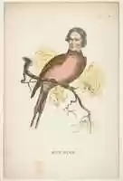 Free download Sun Bird (James S. Wallace), from The Comic Natural History of the Human Race free photo or picture to be edited with GIMP online image editor