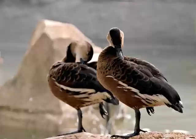 Free download sunda teal ducks birds waterfowl free picture to be edited with GIMP free online image editor