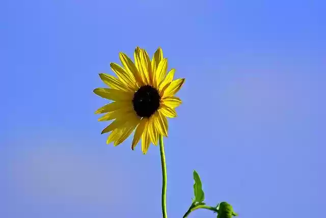 Free download Sunflower At Canton Lake -  free photo or picture to be edited with GIMP online image editor