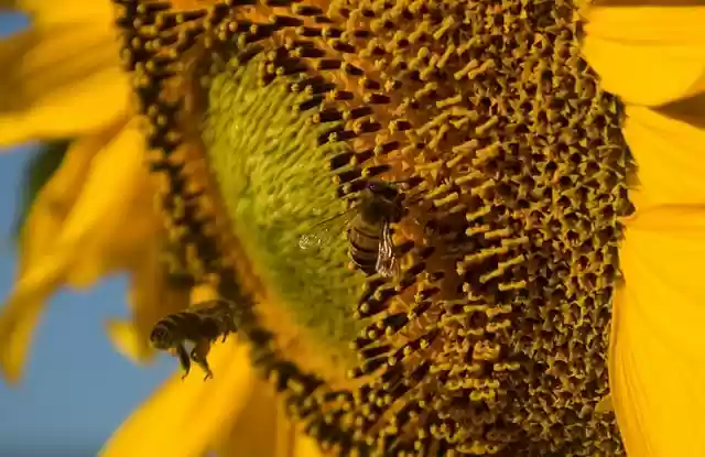 Free download sunflower bees pollination close up free picture to be edited with GIMP free online image editor