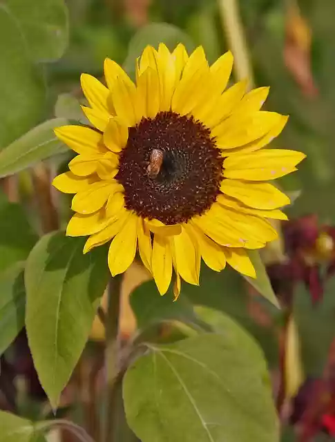 Free download sunflower bi geting flower fly free picture to be edited with GIMP free online image editor