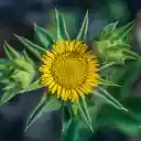 Sunflower Bud  screen for extension Chrome web store in OffiDocs Chromium Sunflower Bud  screen for extension Chrome web store in OffiDocs Chromium