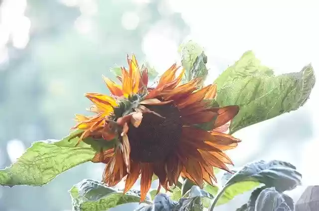 Free download Sunflower Fall Orange -  free photo or picture to be edited with GIMP online image editor