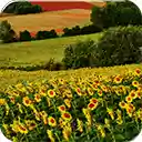 Sunflower Field  screen for extension Chrome web store in OffiDocs Chromium