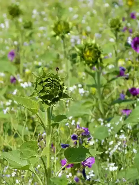 Free download Sunflower Field Arable -  free photo or picture to be edited with GIMP online image editor