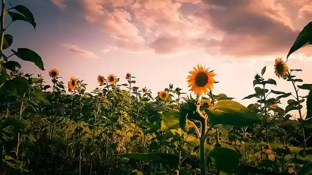 Free download Sunflower Field Late -  free photo or picture to be edited with GIMP online image editor