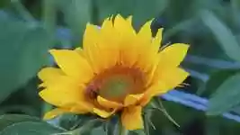 Free download Sunflower Flower Bloom -  free video to be edited with OpenShot online video editor