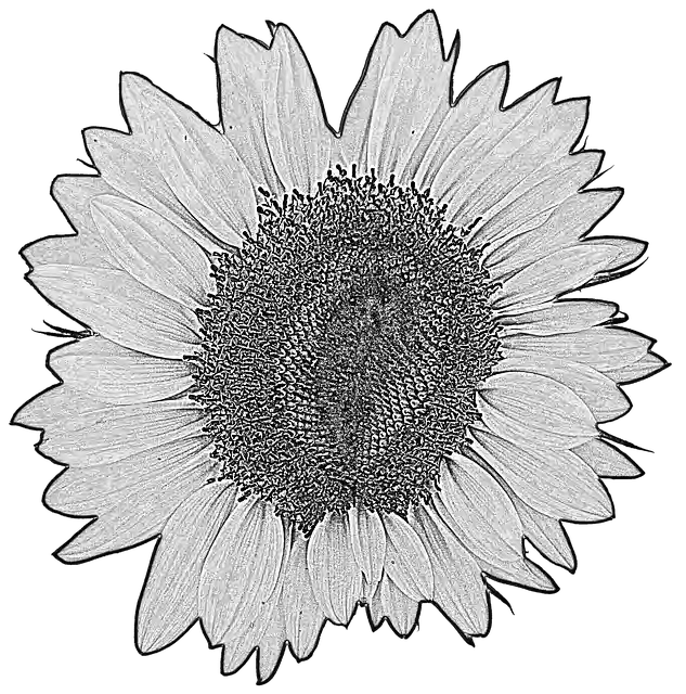 Free download Sunflower Flower Blossom -  free photo or picture to be edited with GIMP online image editor