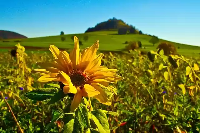 Free download Sunflower Flower Field -  free free photo or picture to be edited with GIMP online image editor