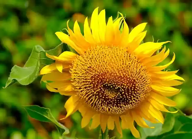 Free download sun flower flower flora nature free picture to be edited with GIMP free online image editor