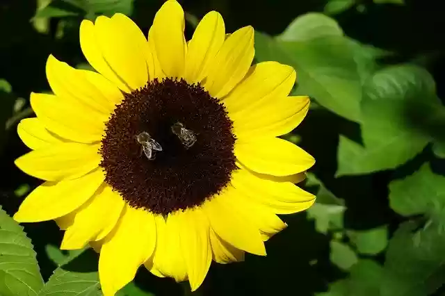 Free download Sunflower Flower Garden -  free photo or picture to be edited with GIMP online image editor