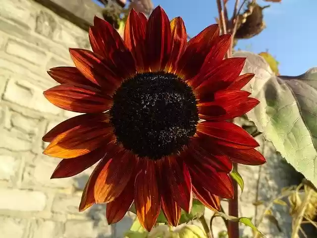 دانلود رایگان قالب عکس رایگان گل آفتابگردان طبیعت برای ویرایش با ویرایشگر تصویر آنلاین GIMP
