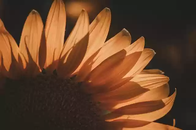 Free download sunflower flower petals plant free picture to be edited with GIMP free online image editor