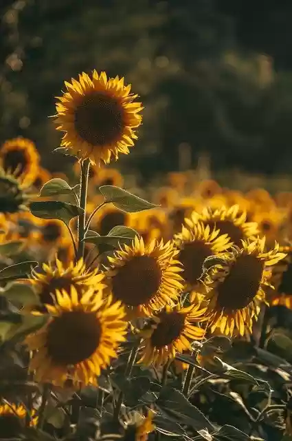 Free download sunflower flowers field summer free picture to be edited with GIMP free online image editor