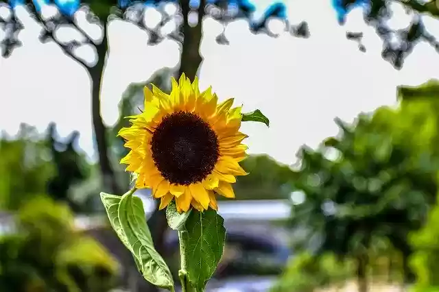 Free download Sunflower Flowers Garden -  free photo or picture to be edited with GIMP online image editor