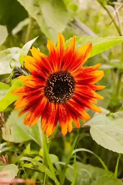 Free download Sunflower Flowers Village -  free photo or picture to be edited with GIMP online image editor