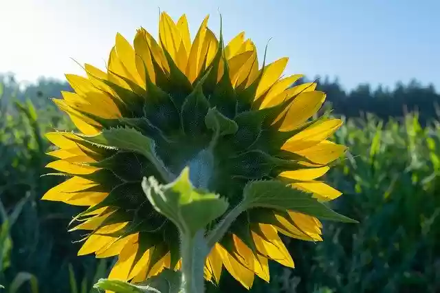 Free download Sunflower Flower Yellow -  free photo or picture to be edited with GIMP online image editor