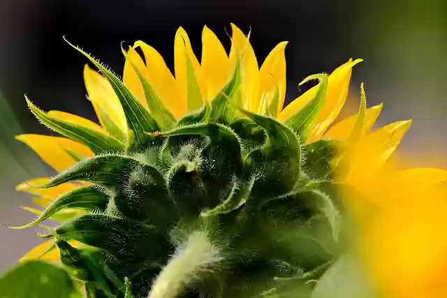 Free download sunflower flower yellow flower free picture to be edited with GIMP free online image editor