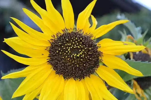 Free download Sunflower Garden Flower -  free photo or picture to be edited with GIMP online image editor