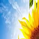 Sunflower HD Wallpapers Theme  screen for extension Chrome web store in OffiDocs Chromium