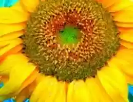 Free download Sunflower in North Dakota free photo or picture to be edited with GIMP online image editor