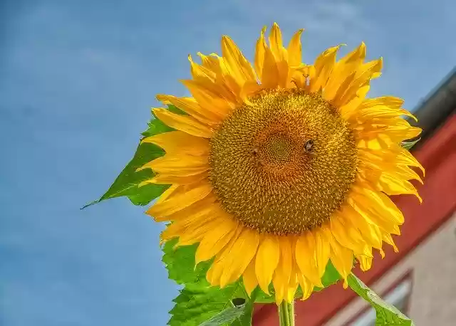 Free download Sunflower Large Blossom -  free photo or picture to be edited with GIMP online image editor