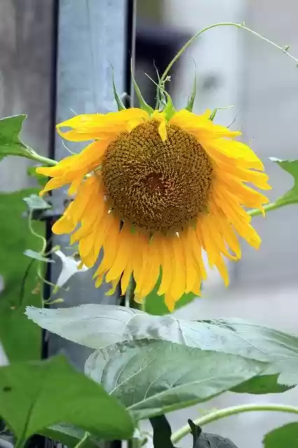 Free download Sunflower Plants Flowers -  free photo or picture to be edited with GIMP online image editor