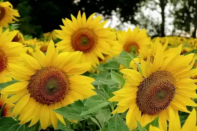 دانلود رایگان Sunflowers Field Agriculture - عکس یا تصویر رایگان قابل ویرایش با ویرایشگر تصویر آنلاین GIMP