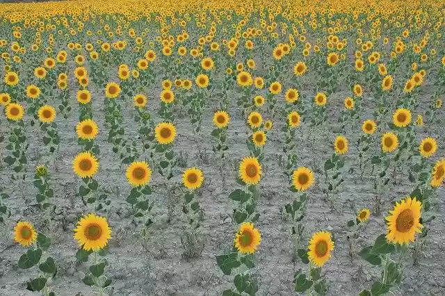 Free download Sunflowers Field Cultivation -  free photo or picture to be edited with GIMP online image editor