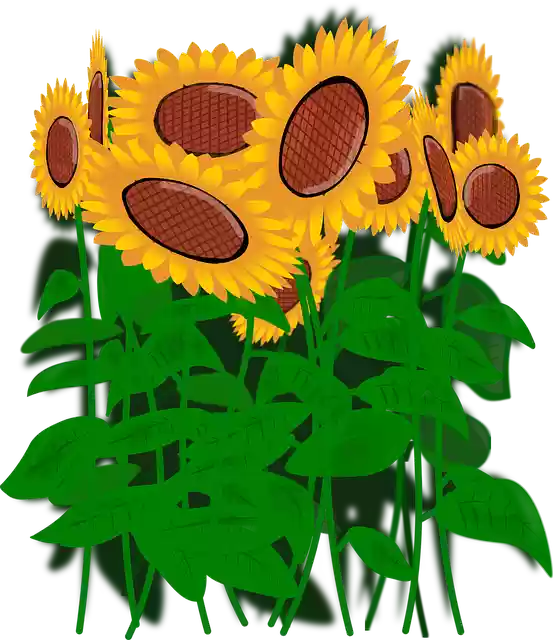 Free download Sunflowers Flowers - Free vector graphic on Pixabay free illustration to be edited with GIMP free online image editor