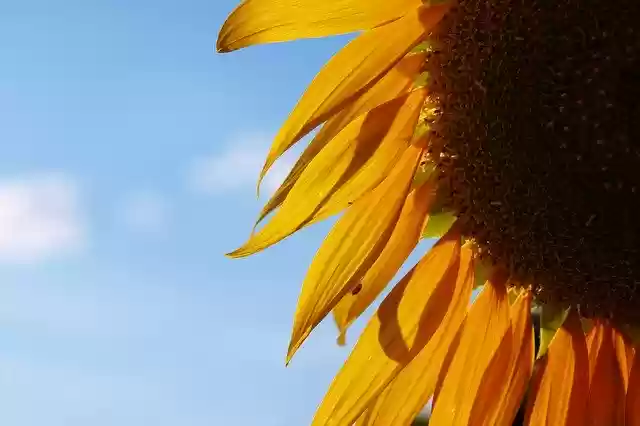 Free download Sunflower Sky Flower -  free photo or picture to be edited with GIMP online image editor